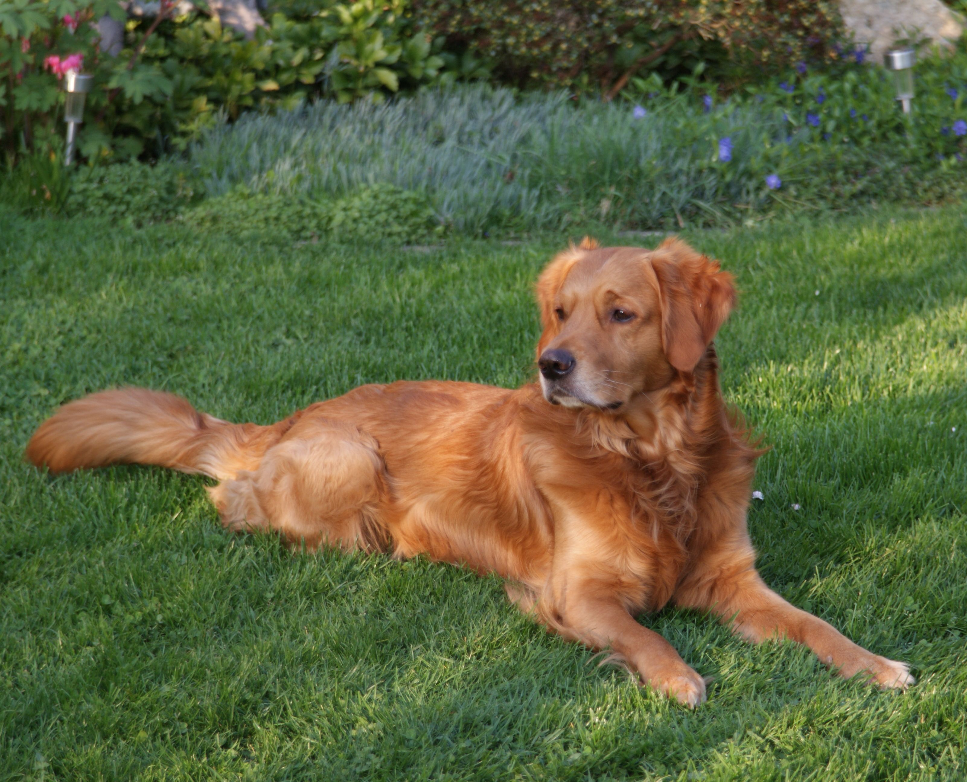Wir züchten dark Golden Retriever und sind eine Hobbyzucht mit viel Herzblut und Liebe